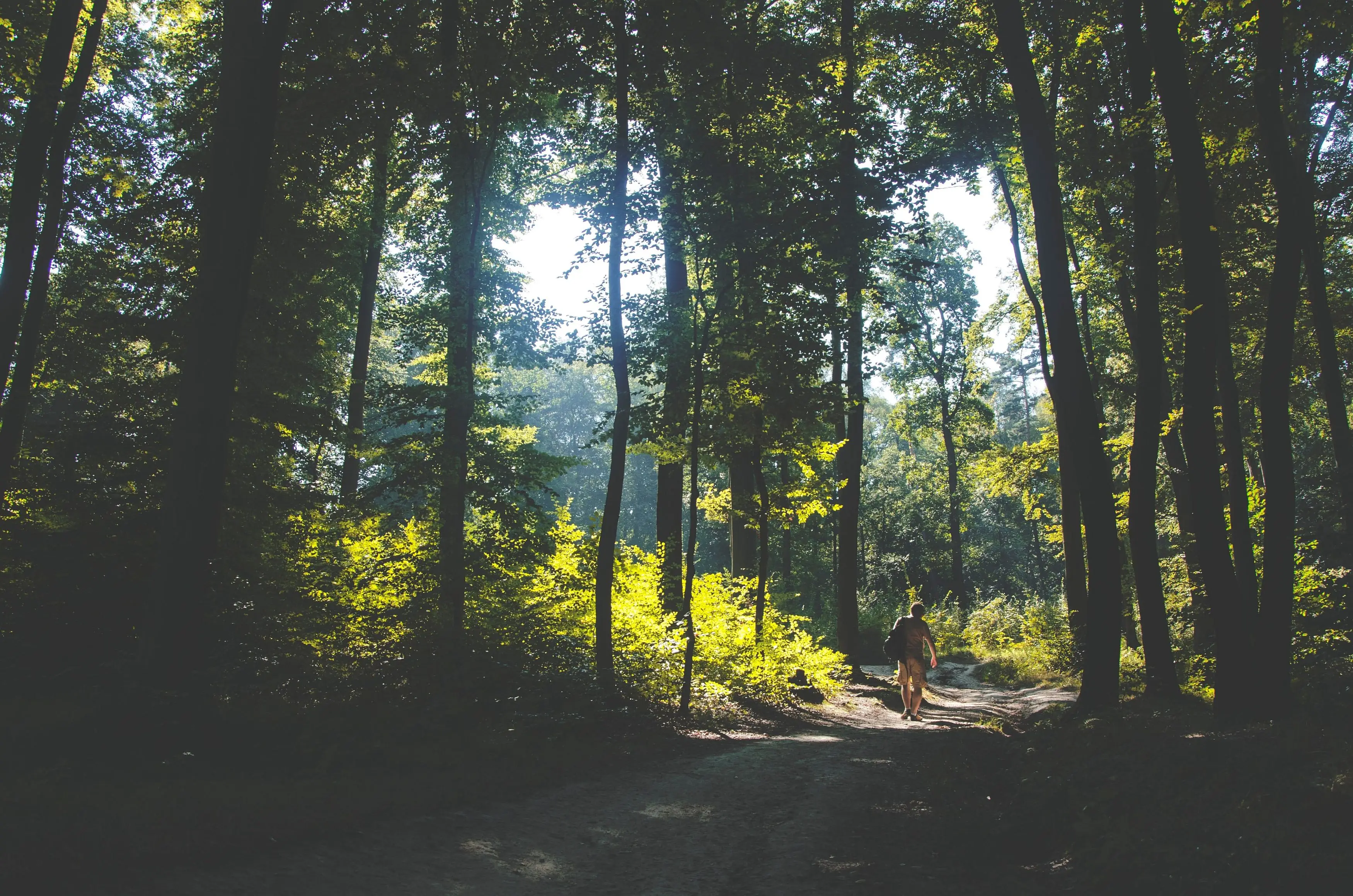 Resort grounds in the pine forest